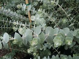 Essential Oil - Eucalyptus