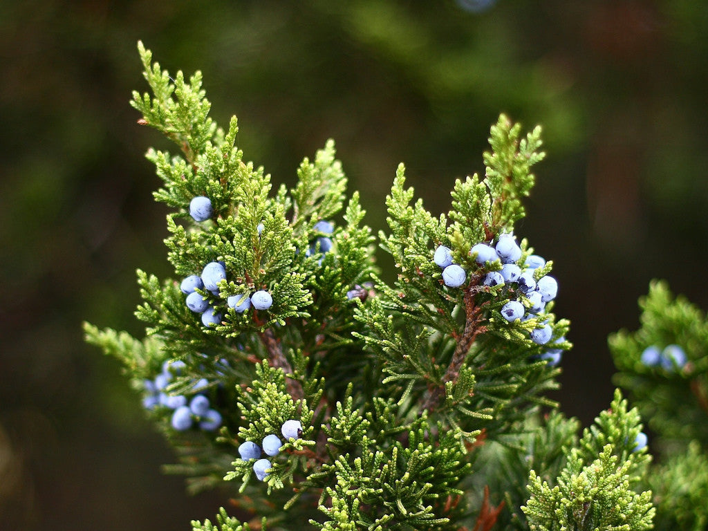 Essential Oil - Juniper