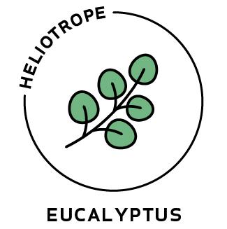Essential Oil - Eucalyptus