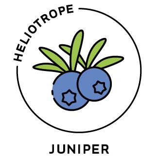 Essential Oil - Juniper