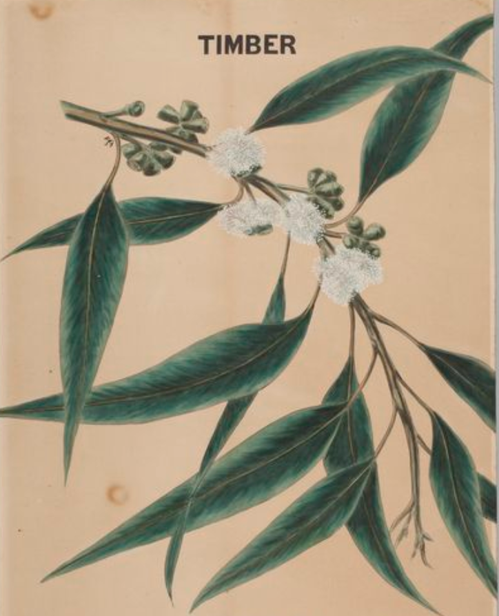 Essential Oil - Eucalyptus