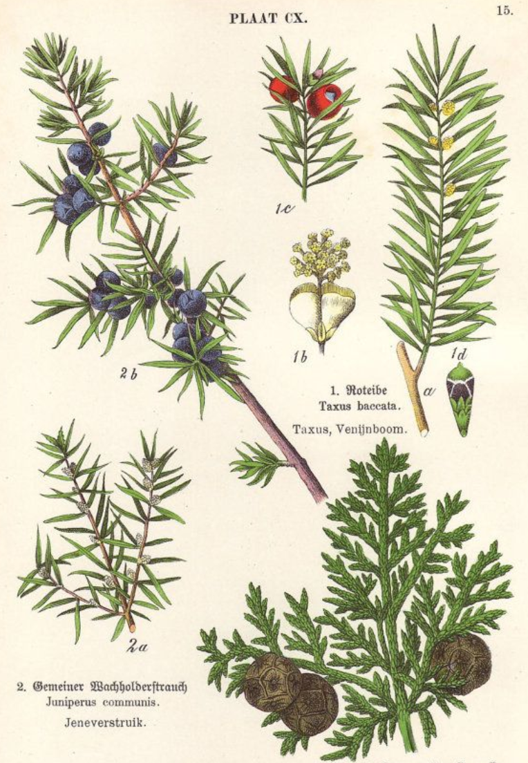 Essential Oil - Juniper