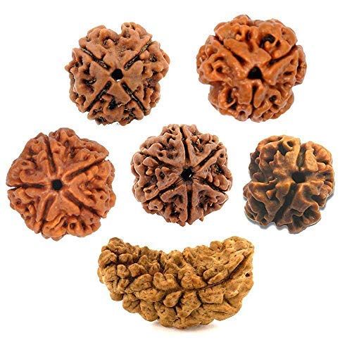 Natural Brown Real Rudraksha Beads 1 Mukhi, 2 Mukhi, 3 Mukhi, 4 Mukhi,