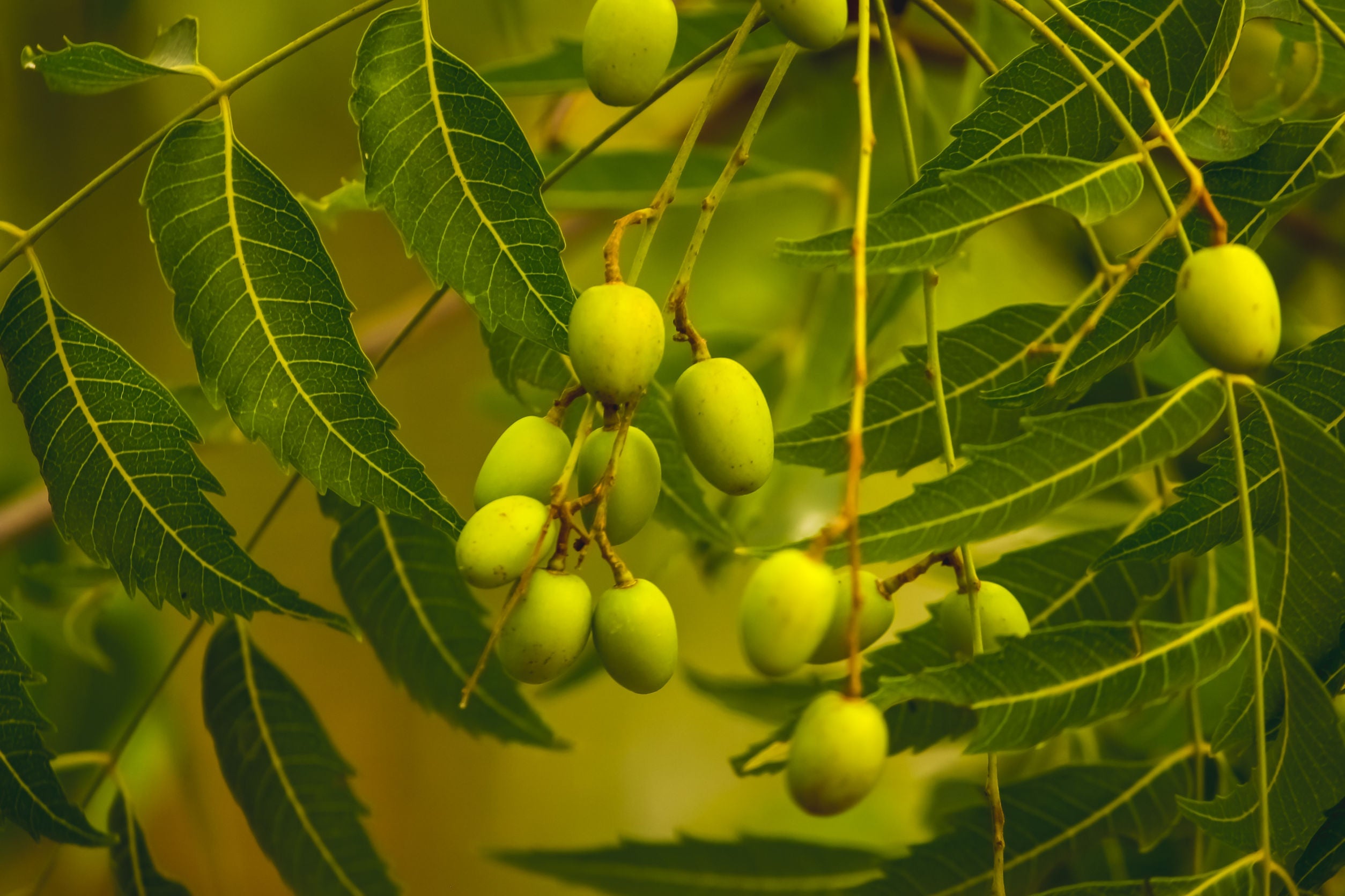 Buy Organic Handmade Neem Soap | Cleansing, Balancing & Herbal Healing